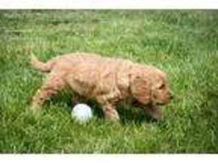 Labradoodle Puppy for sale in Harrisonburg, VA, USA