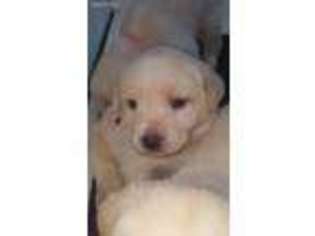 Labrador Retriever Puppy for sale in Pittsburgh, PA, USA