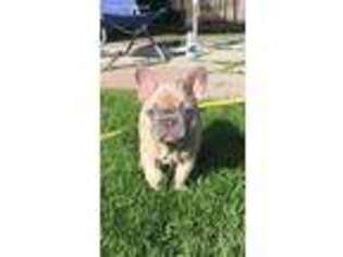 French Bulldog Puppy for sale in Wayne, PA, USA