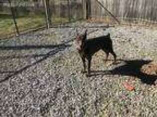 Doberman Pinscher Puppy for sale in Florence, AL, USA