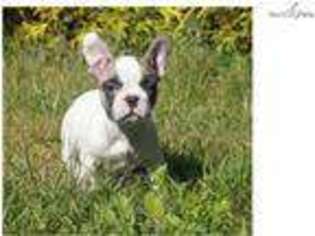 French Bulldog Puppy for sale in Rochester, NY, USA