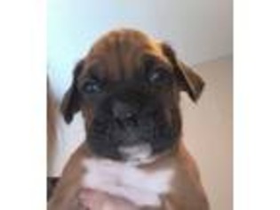 Boxer Puppy for sale in Columbia, MO, USA