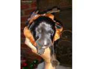 Doberman Pinscher Puppy for sale in Rowland, NC, USA