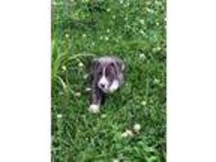 Mutt Puppy for sale in Bourbon, MO, USA