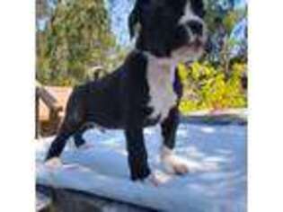 Boxer Puppy for sale in Salinas, CA, USA