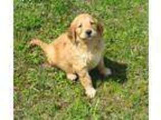 Goldendoodle Puppy for sale in Rattan, OK, USA