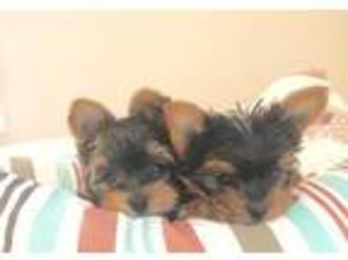 Yorkshire Terrier Puppy for sale in Toms River, NJ, USA