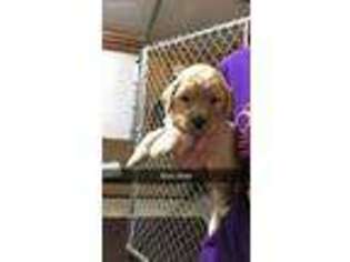 Goldendoodle Puppy for sale in Cedar Rapids, IA, USA