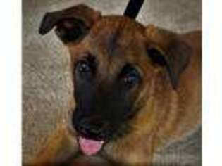 Belgian Malinois Puppy for sale in Aurora, CO, USA