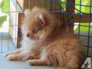 Pomeranian Puppy for sale in ALBEMARLE, NC, USA