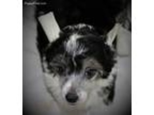Chinese Crested Puppy for sale in Rock Springs, WY, USA