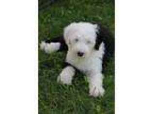 Old English Sheepdog Puppy for sale in Mesick, MI, USA