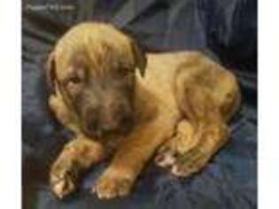 Irish Wolfhound Puppy for sale in Newborn, GA, USA