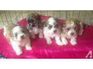 Havanese Puppy for sale in DALLAS, TX, USA