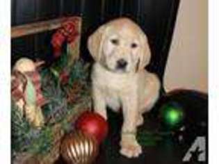 Labradoodle Puppy for sale in LEWISBURG, PA, USA