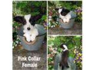 Cardigan Welsh Corgi Puppy for sale in Tenino, WA, USA