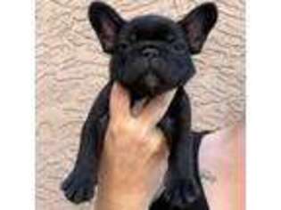 French Bulldog Puppy for sale in Mesa, AZ, USA