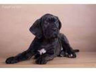 Cane Corso Puppy for sale in Chantilly, VA, USA
