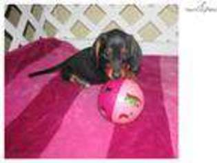 Dachshund Puppy for sale in Fort Worth, TX, USA