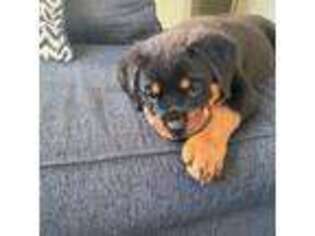Rottweiler Puppy for sale in Burbank, IL, USA