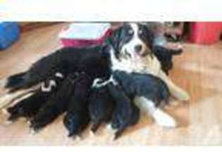 Bernese Mountain Dog Puppy for sale in LOVELAND, CO, USA