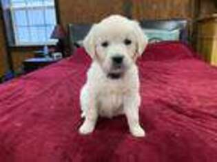 Mutt Puppy for sale in Montague, TX, USA