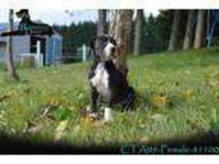 Great Dane Puppy for sale in Scandinavia, WI, USA