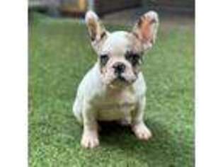 French Bulldog Puppy for sale in Princeton, NJ, USA