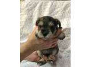 Mutt Puppy for sale in Gold Hill, NC, USA