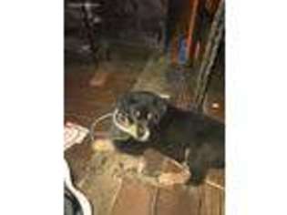Rottweiler Puppy for sale in Perth Amboy, NJ, USA