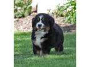 Bernese Mountain Dog Puppy for sale in Wellman, IA, USA