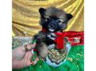 Pomeranian Puppy for sale in Hayward, CA, USA