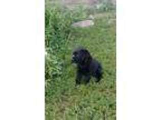 Labrador Retriever Puppy for sale in Northumberland, PA, USA