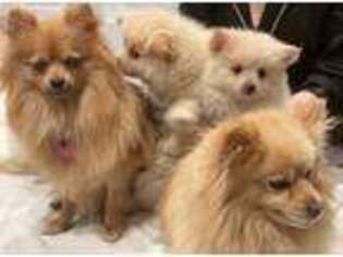 Pomeranian Puppy for sale in Somerset, NJ, USA