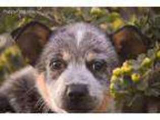 Australian Cattle Dog Puppy for sale in Stockton, CA, USA