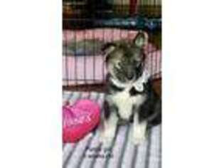 Siberian Husky Puppy for sale in Channahon, IL, USA