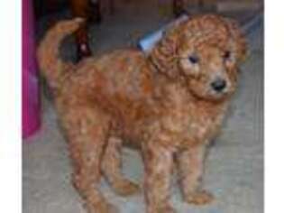 Goldendoodle Puppy for sale in Church Hill, TN, USA