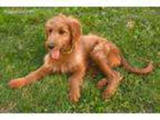 Goldendoodle Puppy for sale in Chapel Hill, NC, USA