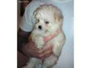 Maltese Puppy for sale in Salisbury, NC, USA
