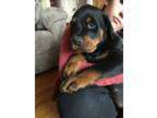 Rottweiler Puppy for sale in Morris, CT, USA