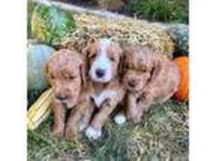 Goldendoodle Puppy for sale in Fort Thomas, KY, USA