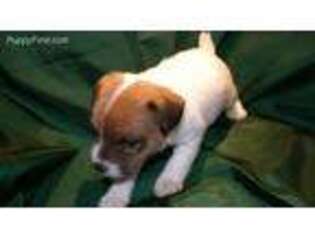 Mutt Puppy for sale in Gladewater, TX, USA