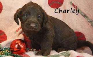 Labradoodle Puppy for sale in Ball Ground, GA, USA