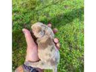 Dachshund Puppy for sale in Millen, GA, USA