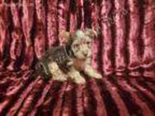 Yorkshire Terrier Puppy for sale in Enid, OK, USA