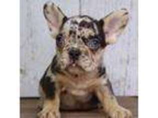 French Bulldog Puppy for sale in Uniontown, OH, USA