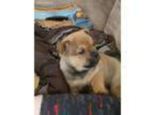 Mutt Puppy for sale in Sharon, WI, USA