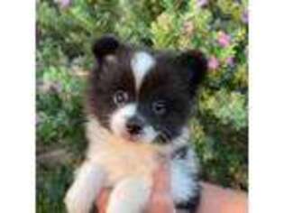 Pomeranian Puppy for sale in Ovalo, TX, USA