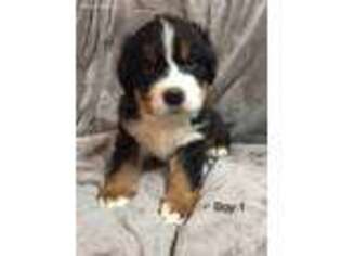 Bernese Mountain Dog Puppy for sale in Sunbury, OH, USA