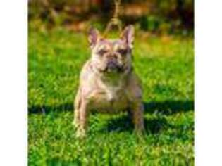 French Bulldog Puppy for sale in Waldorf, MD, USA